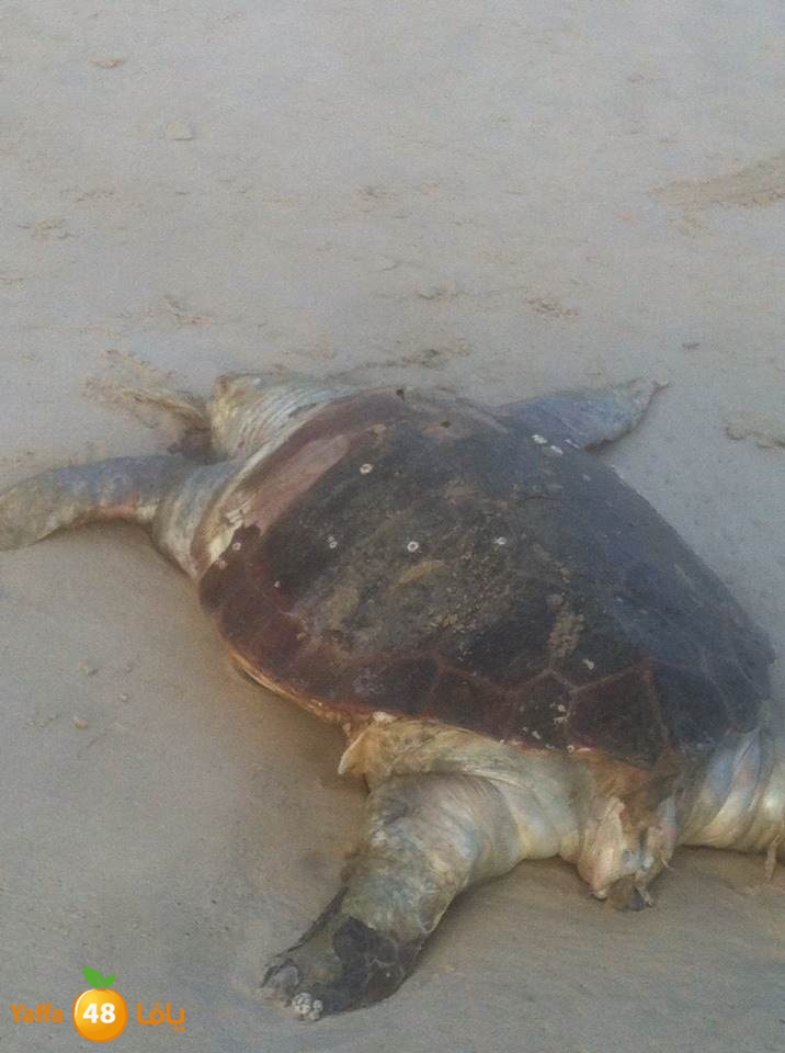 sol7afah 810 (2).jpg